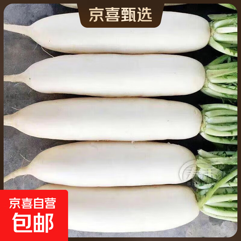 东东买菜河北新鲜白萝卜嫩根现挖现发甜脆农家蔬菜萝卜水果蔬菜 新鲜白萝卜2斤带箱