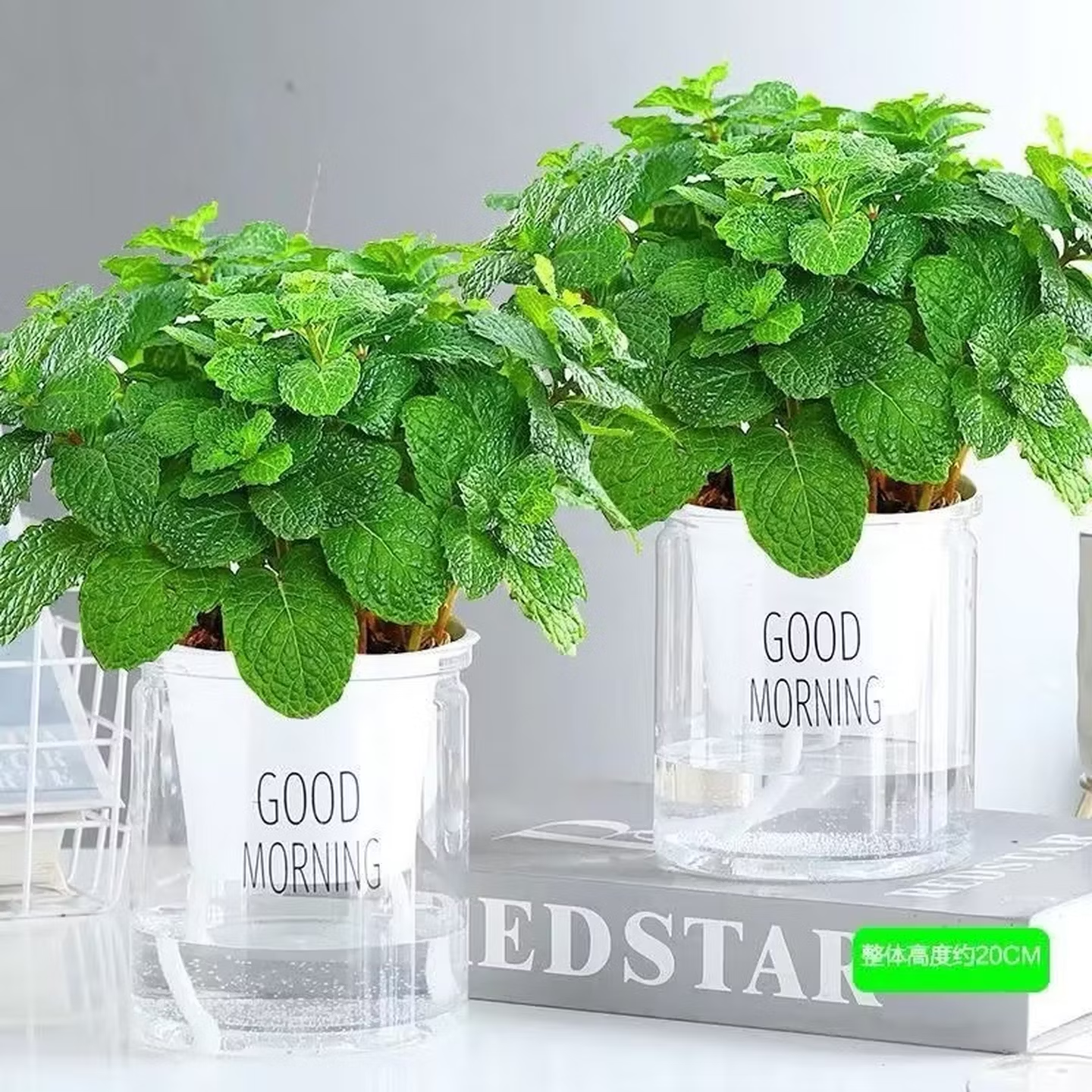 可食用驱蚊薄荷盆栽四季常青驱蚊绿植室内阳台水培土培好养香草苗 两盆
