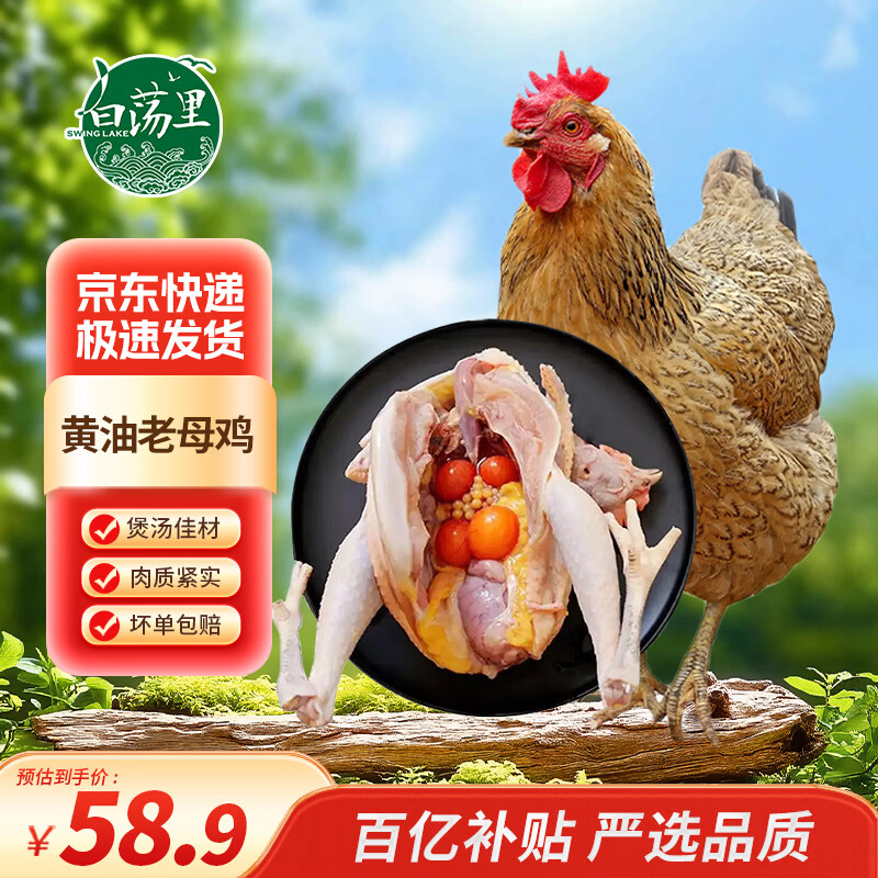 白荡里安徽发货 生鲜鸡肉  黄油老母鸡   净含量2斤*1只  源头直发