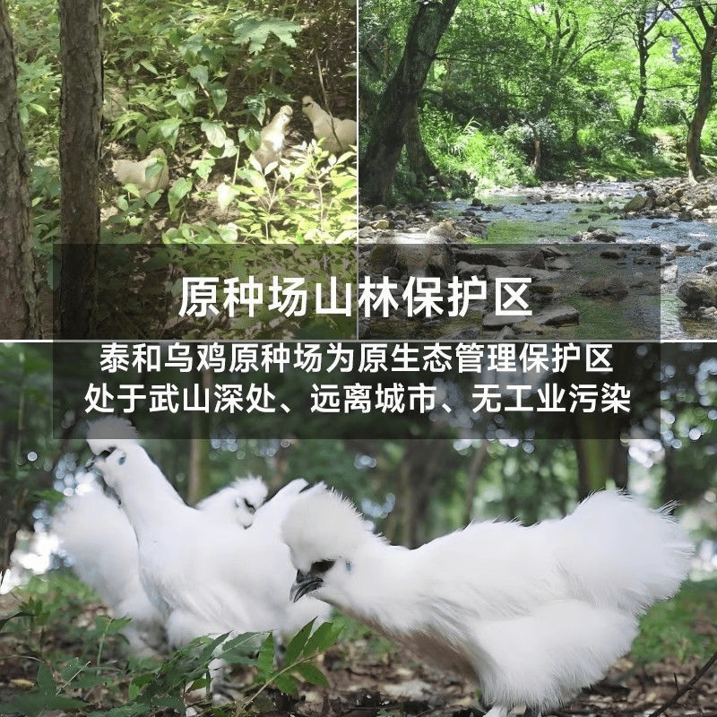 泰和原种乌鸡整鸡现宰现发农家五谷散养走地鸡山鸡真空包装滋补 660g