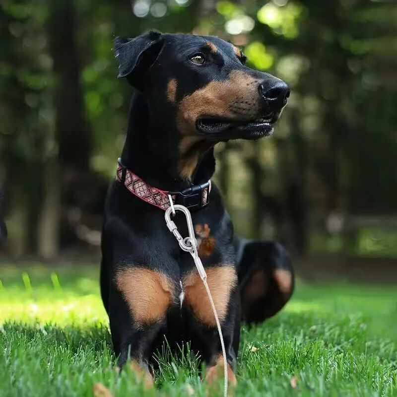 【甄选好物】狗狗牵引绳双头拴狗链子户外防咬链子大型犬中型犬钢 宠物钢丝牵引绳-3mm*15m-1个