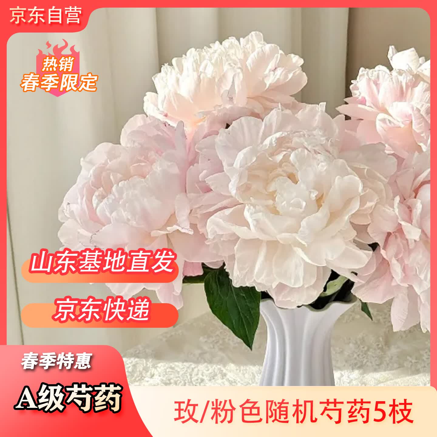 京东鲜花山东重瓣A级大头芍药【粉色/玫红色】随机5枝基地现采源头直发