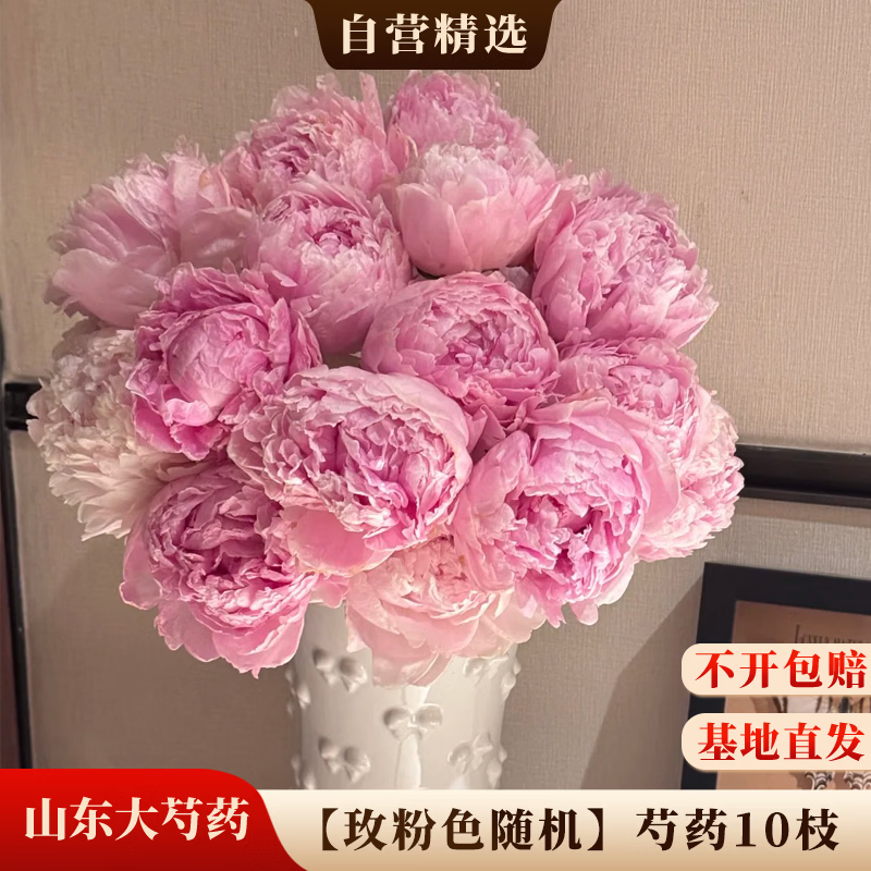 京东鲜花山东A级大头芍药【玫粉色系】随机10枝基地现采源头直发