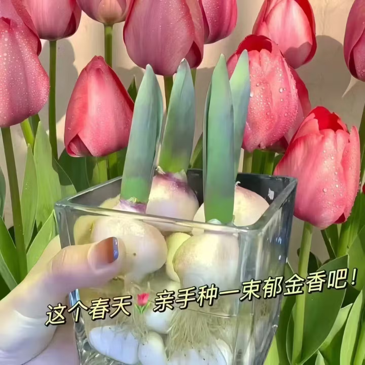 郁金香大种球四季水培土培耐寒花卉种子室内阳台水养植物 10颗加盆加营养液