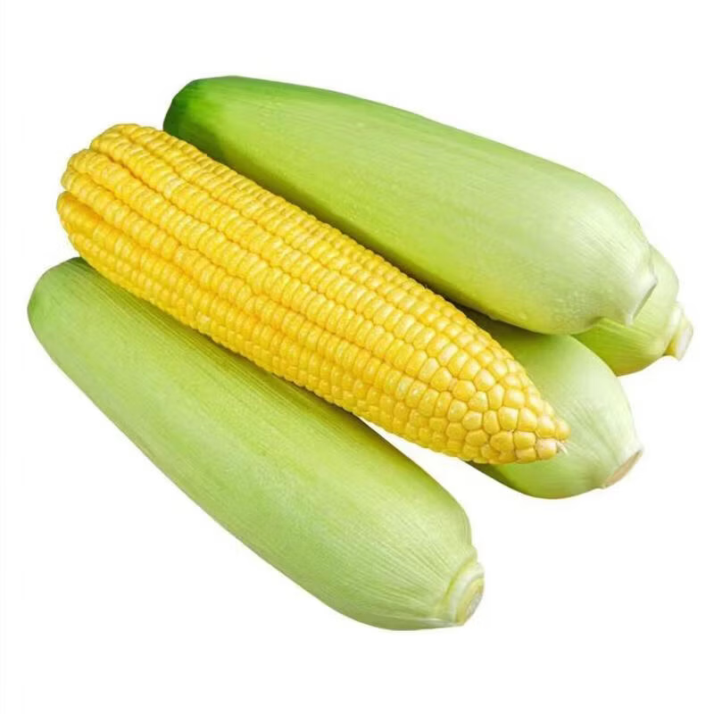 现摘水果玉米新鲜甜玉米嫩玉米新鲜玉米生吃爆浆即食代餐包邮 带箱(5-5.5斤)实惠装