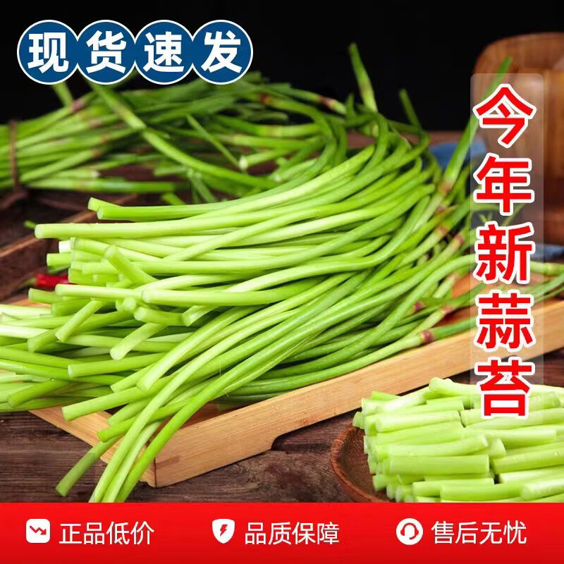 新鲜蒜苔 当季蔬菜 农家自种新鲜采摘 净重4.5斤