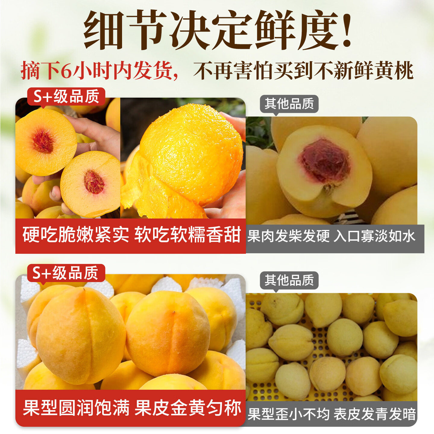 机林有果【顺丰当天发】正宗山东蒙阴黄桃鲜果当季水蜜桃新鲜水果时令礼盒 【A+级精选】2斤大果【约5-6个】