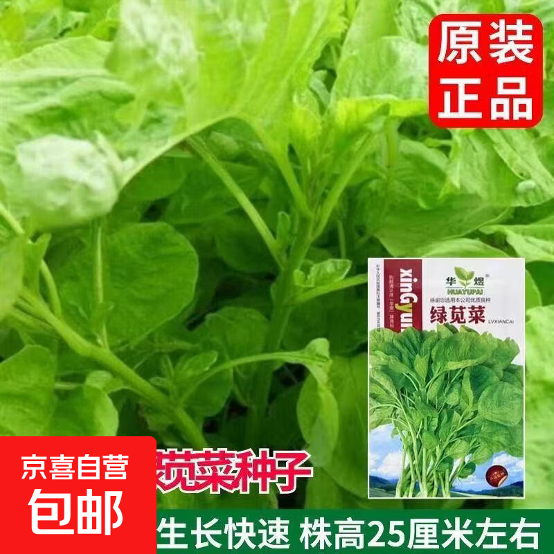 华煜绿苋菜种子圆叶青苋菜种子农家四季阳台盆栽庭院蔬菜种子旱菜 华煜 绿苋菜种子 1包【约1000粒】