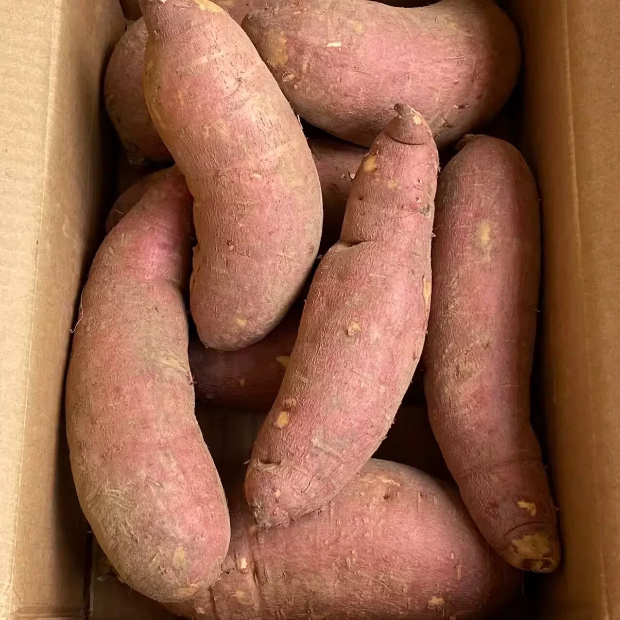 正宗陕西板栗薯9斤新鲜红薯沙地蜜薯糖心地瓜香薯山芋农家自种 带箱9斤大果 单果150克起