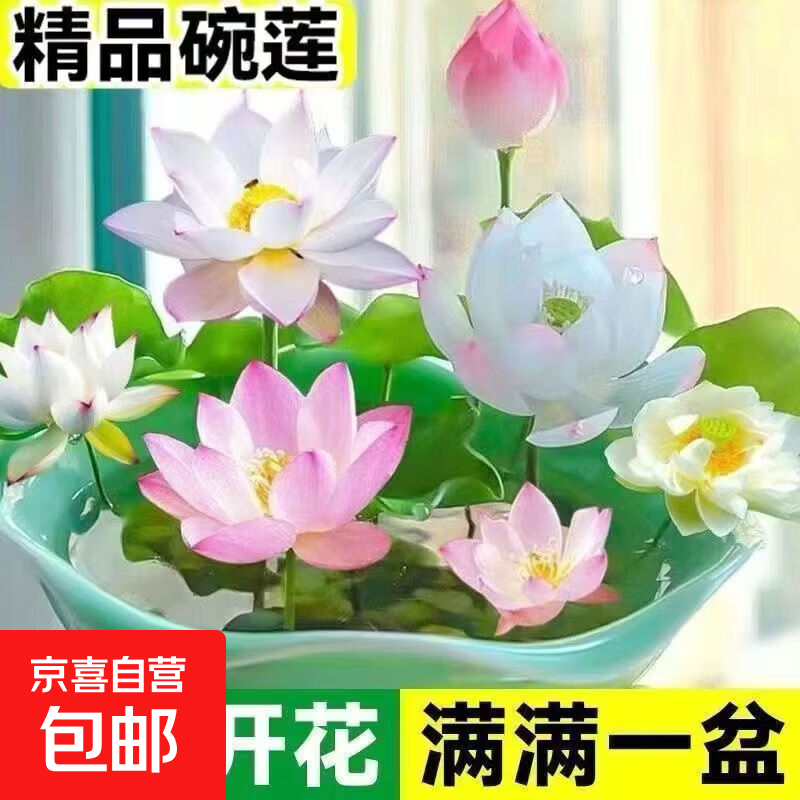 碗莲种七彩五颜六色水培花卉水养四季莲花荷花种莲藕绿植花卉大全 【遇水开花】混色装2粒（年年开花） 开口碗莲大花【有水就开花】