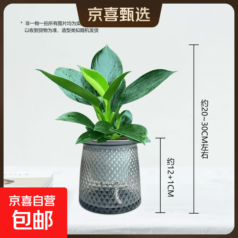 大叶金钻绿公主盆栽植物除甲醛绿植办公室四季常青室内客厅摆放全 【1盆】金钻+灰繁星吸水盆 含盆高度15-20厘米