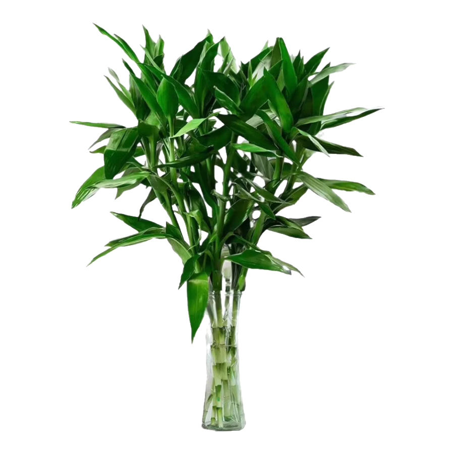 ������ˮ��ֲ�� 65cm 5֧ �����в���ֲ0.99Ԫ