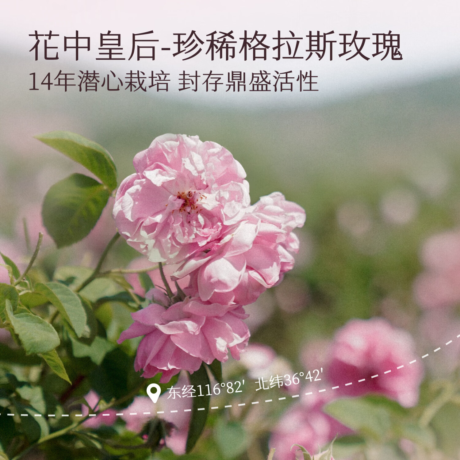 半亩花田玫瑰花水补水保湿爽肤水精油花苞水湿敷滋润 【1000ml】玫瑰花水500ml*2