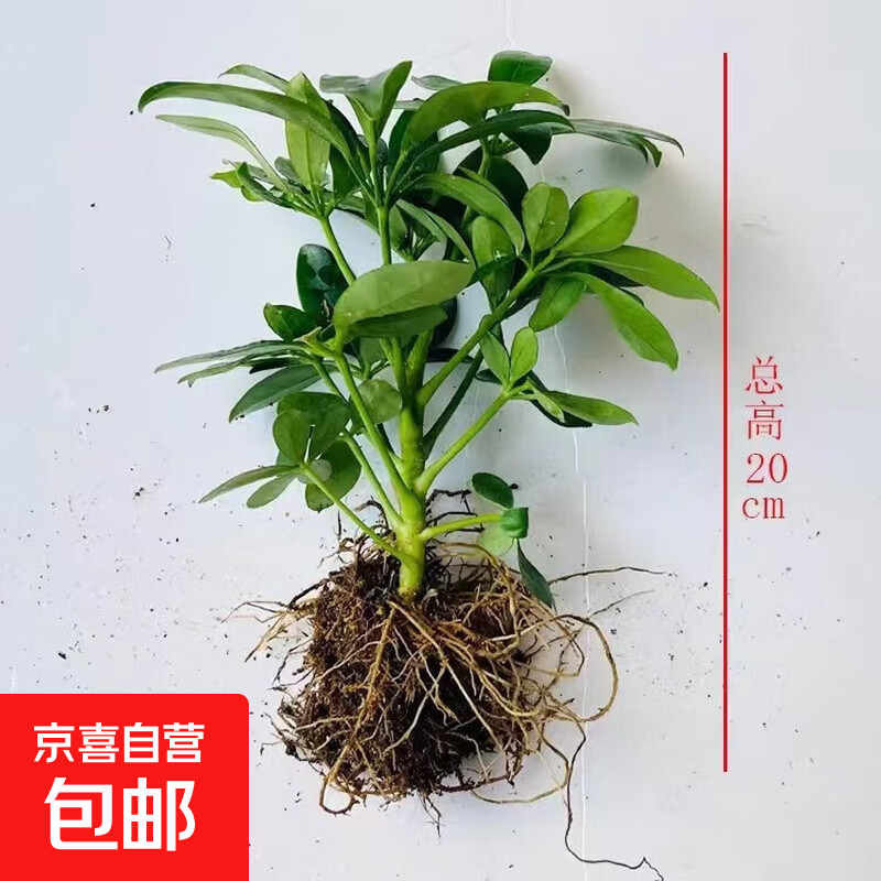 鸭脚木盆栽室内八方来财树摇钱树绿植吸甲醛 鸭脚木1棵 不含盆