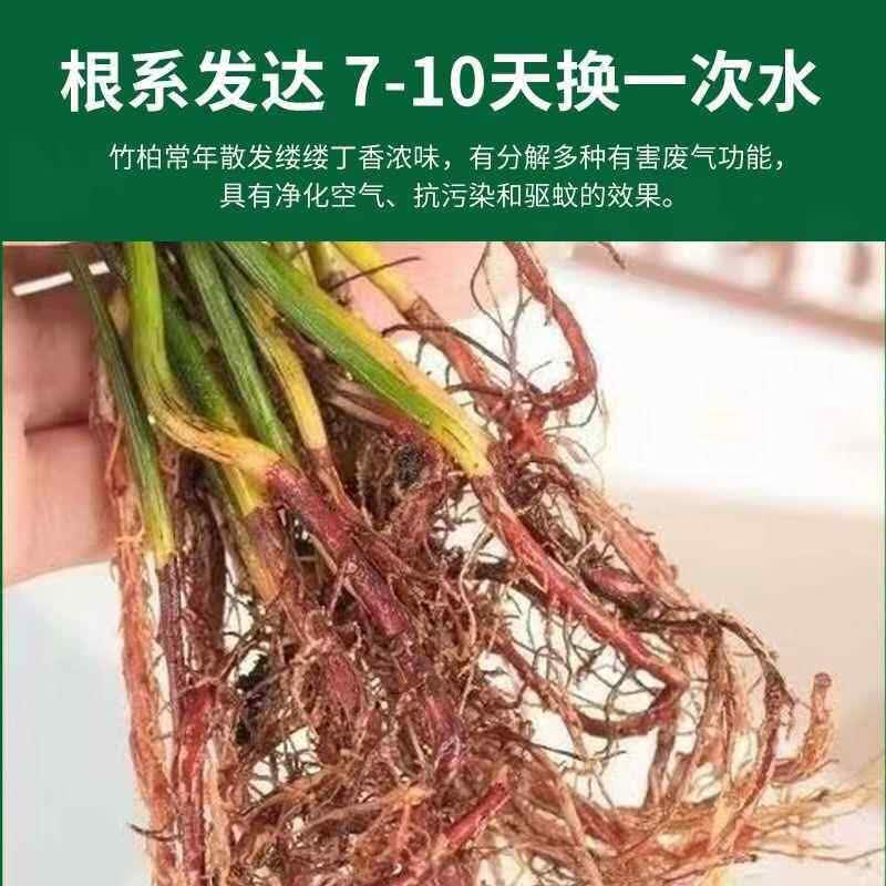 奉希特大棵竹柏更驱蚊水培水养植物客厅办公室内四季常青绿植物驱虫竹 植物营养液6袋促生长