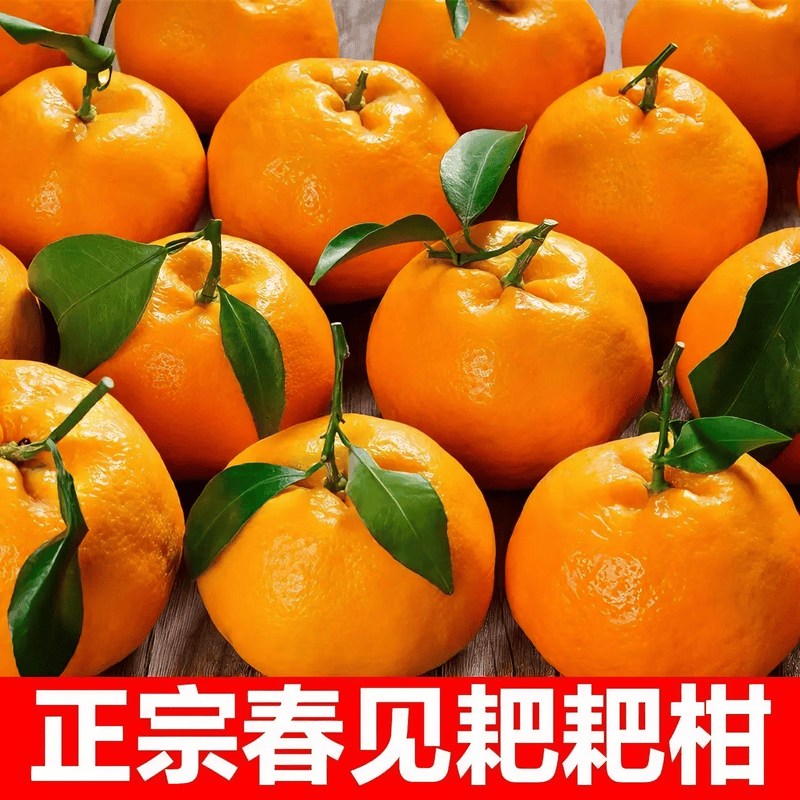 新鲜四川耙耙柑粑粑柑现摘大果甜耙耙柑正宗春见礼盒粑粑柑水果 9-10斤大果75-80mm(净重8斤）30%选择