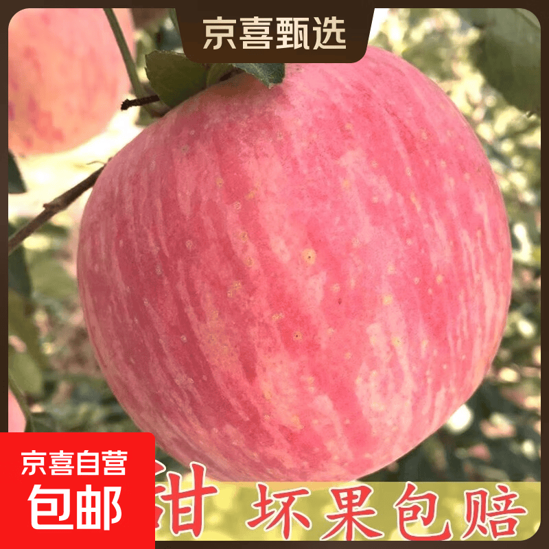 正宗新鲜红富士苹果新鲜水果5斤当季冰糖心甜酸可口特产批发包邮 带箱1斤2-4个果