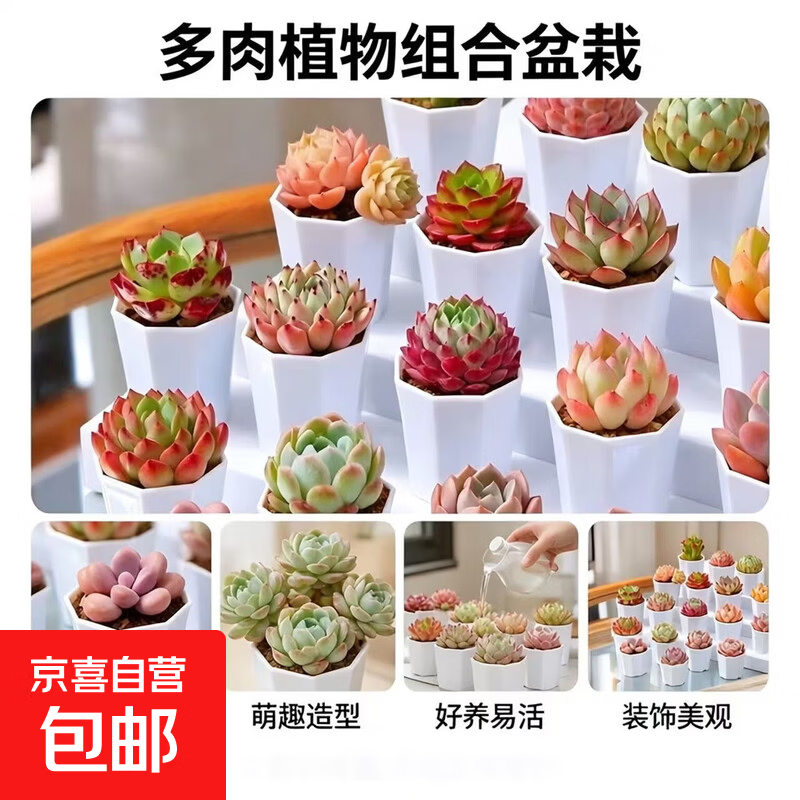 随机多肉植物盆栽室内桌面萌肉新手好养绿植多款混发带盆土 多肉 八角盆随机两个多肉（带盆土）