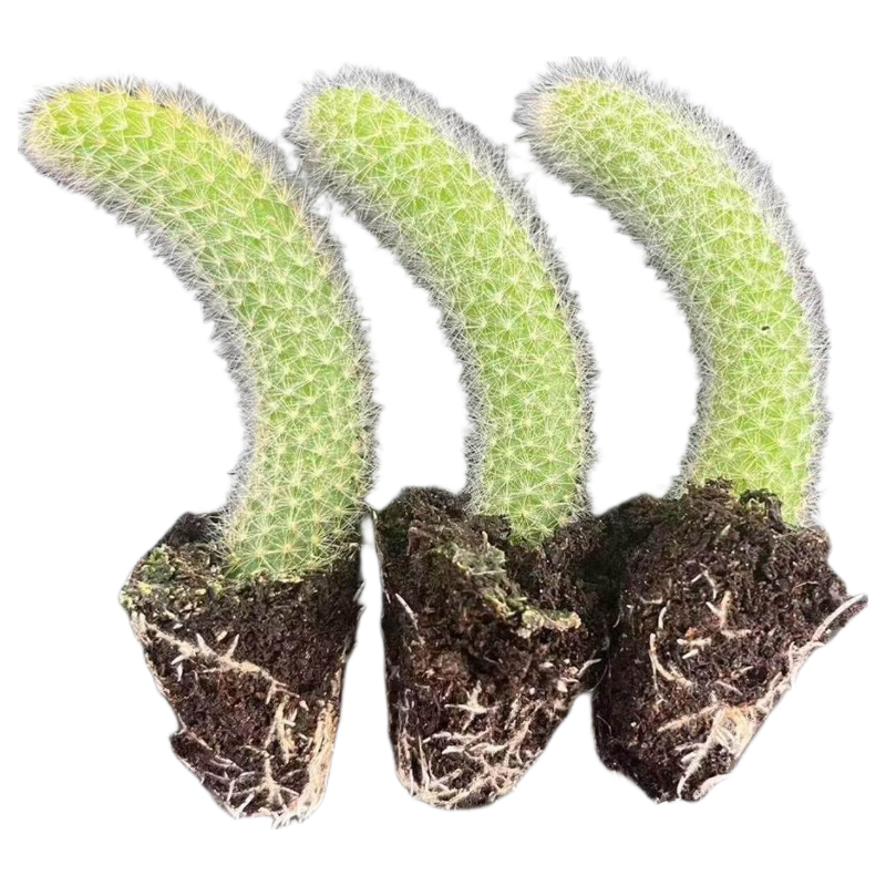 九尾狐多肉植物软毛盆栽长毛稀有开花仙人掌仙人球猴尾巴柱放轻松 九尾狐多肉1颗5-8厘米-根部带土球不含盆