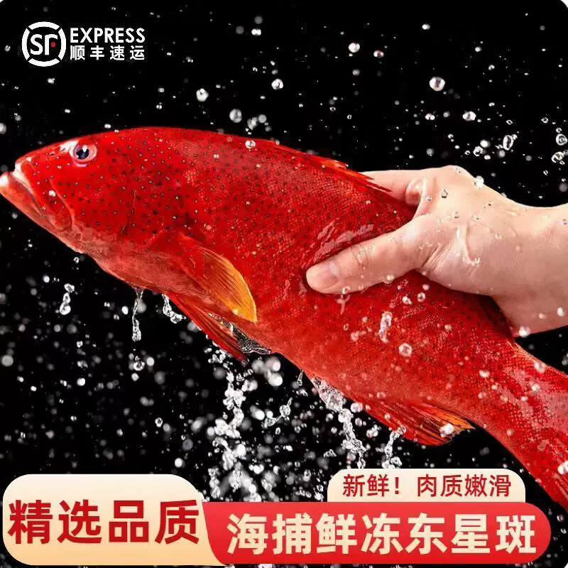 裕琳珑东星斑 特大石斑鱼 新鲜冷冻深海鱼 红斑鱼 非燕尾斑海鲜水产鱼类 深海东星斑1条(1.8-2.1斤/条)