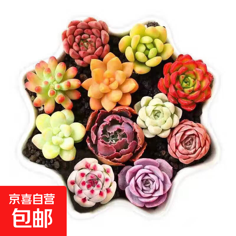 金枝玉叶多肉植物室内花卉办公老桩绿植净化好养 2颗多肉随机品种