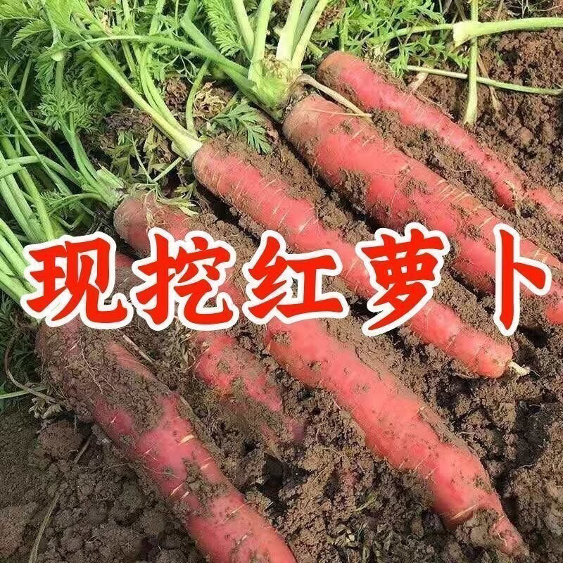 【万亩现挖】沙地红萝卜新鲜胡萝卜蔬菜水果萝卜农家批发生吃脆甜 5斤含箱2两上