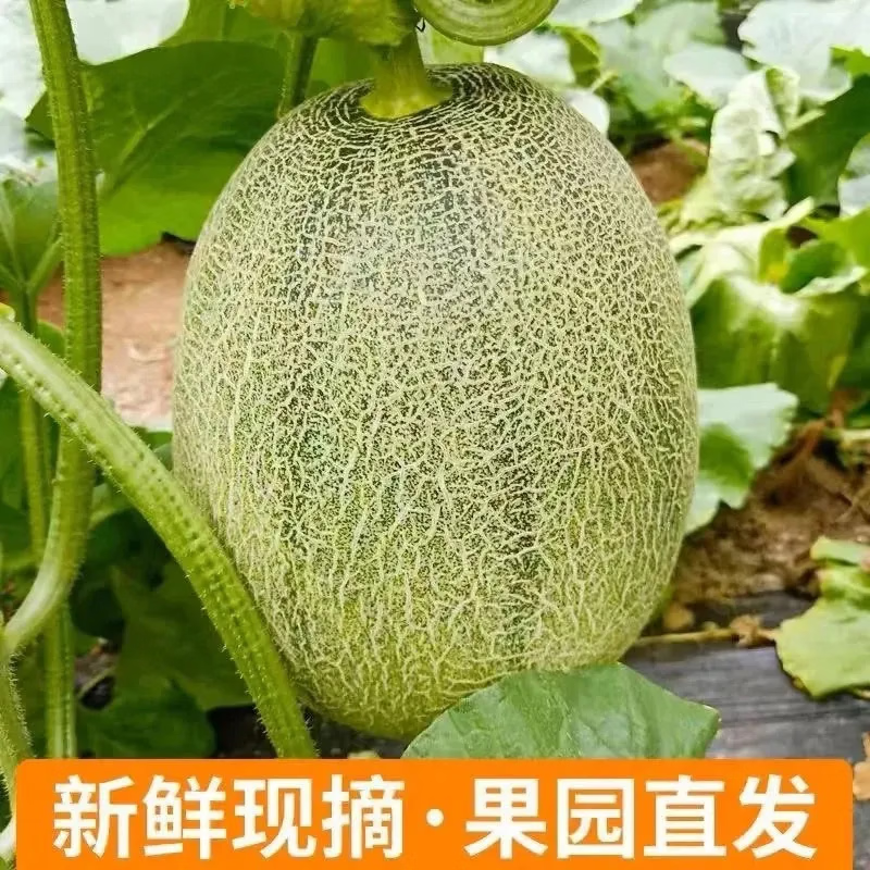 京农超正宗海南哈密瓜西州蜜薄皮新鲜现摘晓蜜应季水果整箱蜜瓜 5斤装 净重4.5斤，2个装（热销款）