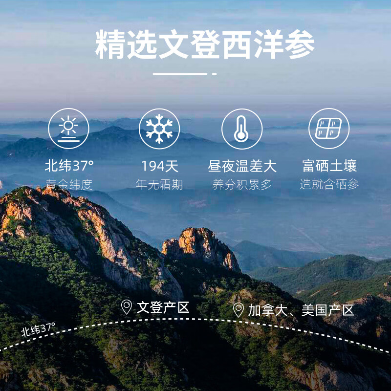 中甄道地西洋参蜜片即食高皂苷文登西洋参+云南土蜂蜜蒸制强免疫抗疲劳 50g*1罐