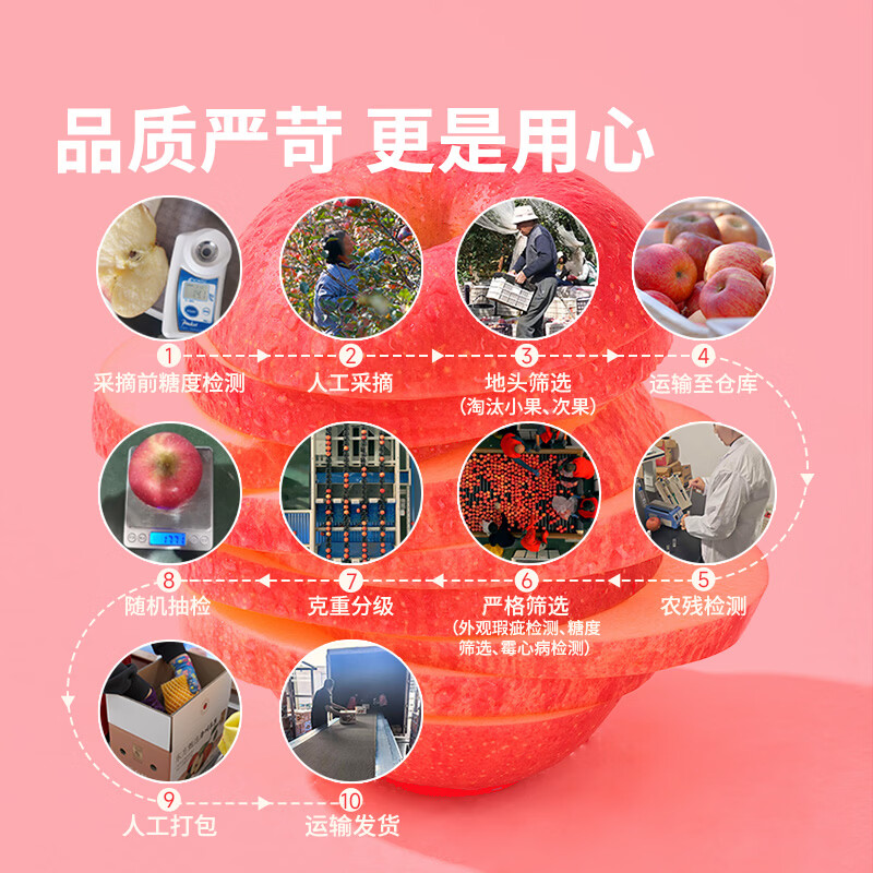 东方甄选洛川苹果水果新鲜当季整箱时令生鲜脆甜多汁4斤-8.5装过年年货 5斤(中果200g+ 8-12个)