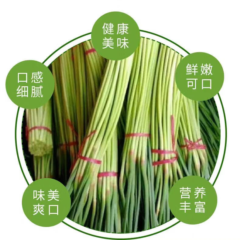 新鲜蒜苔 当季蔬菜 农家自种新鲜采摘 净重4.5斤