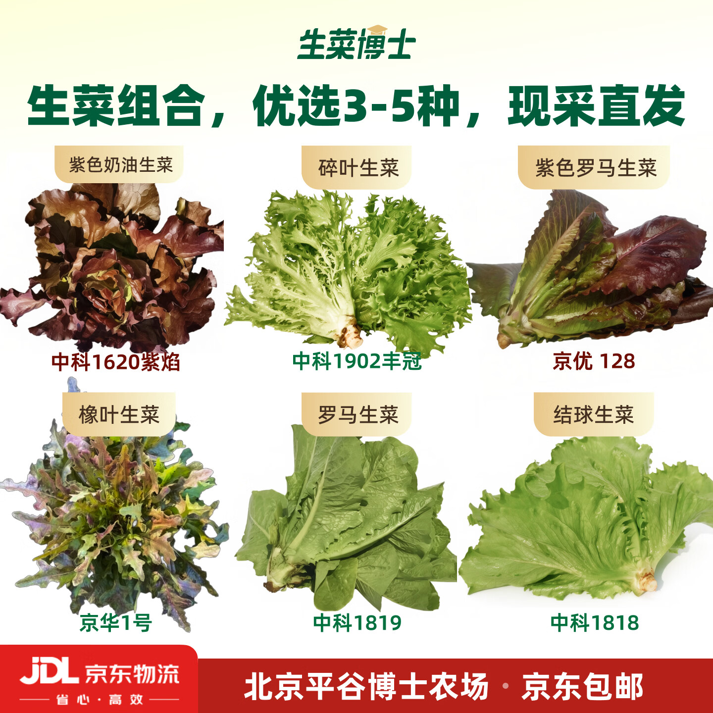 生菜博士 生菜组合(3-5种生菜) 富含维E 花青素 GABA氨基丁酸 现采现发 2斤