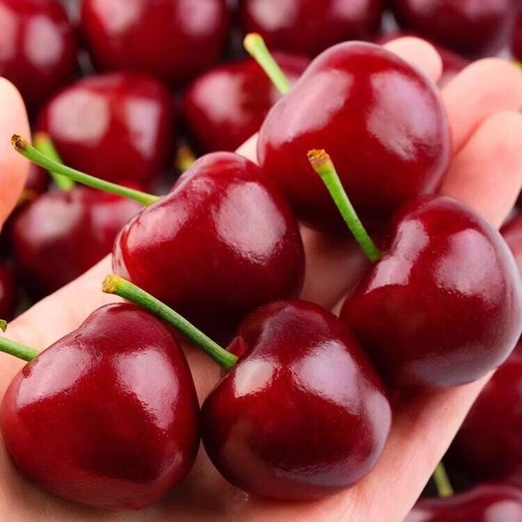 果跃霖樱桃山东大樱桃 国产车厘子时令新鲜水果送礼 4斤(净重) 整箱5斤 单果22-26mm