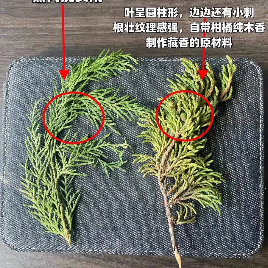 藏地新鲜野生藏香柏枝叶供养水晶房屋净宅除污秽气净化空气自然香 300克