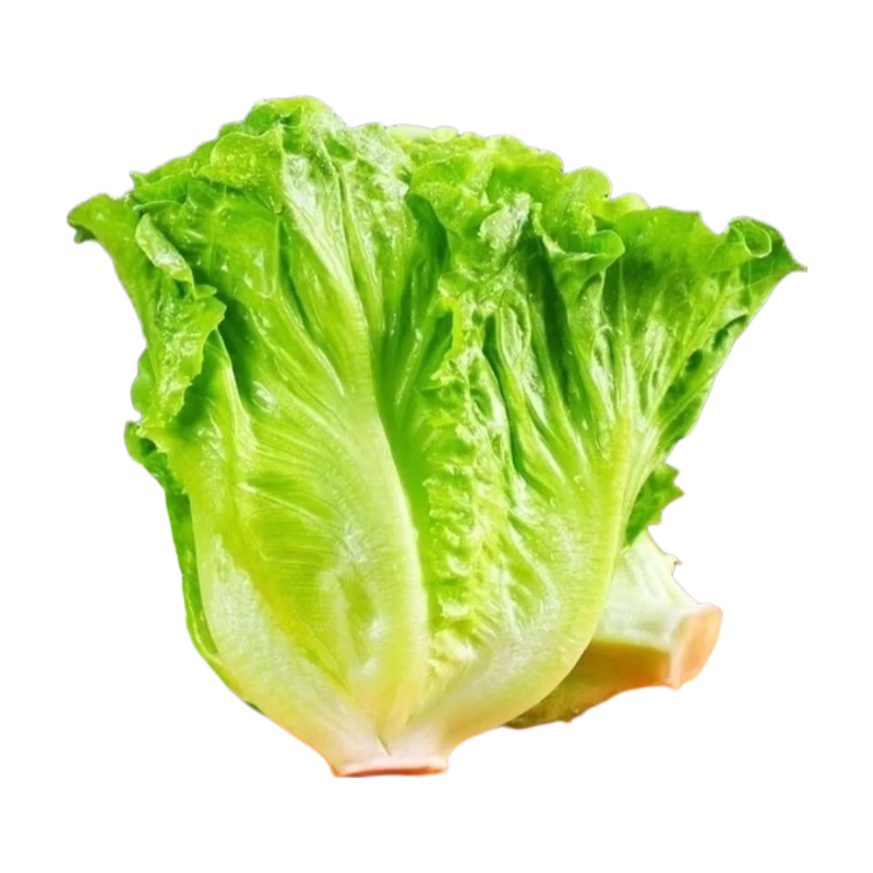生吃意大利奶油生菜新鲜生菜即食沙拉蔬菜火锅烤肉整箱烧烤涮菜 地头现摘 鲜嫩脆甜【冷链发货】 整箱2斤（净重1.6斤）