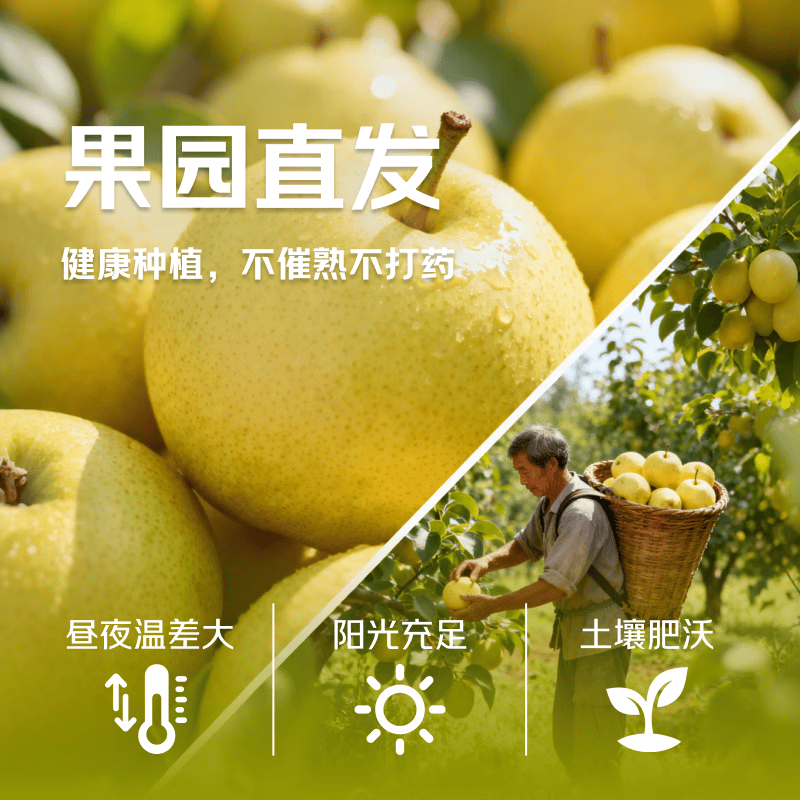 东鲜丰安徽砀山酥梨新鲜水果梨子砀山梨农家当季脆甜水果大果梨 净重4.5斤【单果250g+】
