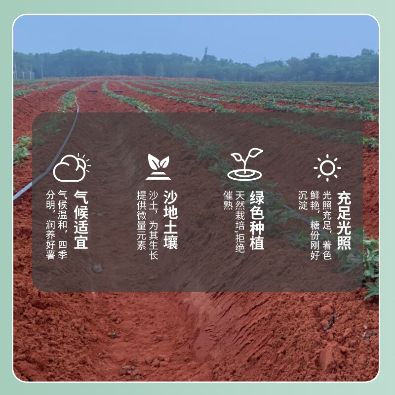 湛江现挖海山香薯新鲜蜜薯低脂粗粮代餐黄心香甜番薯软糯烤地瓜 【粉糯香甜】正宗湛江榴莲蜜薯5斤装