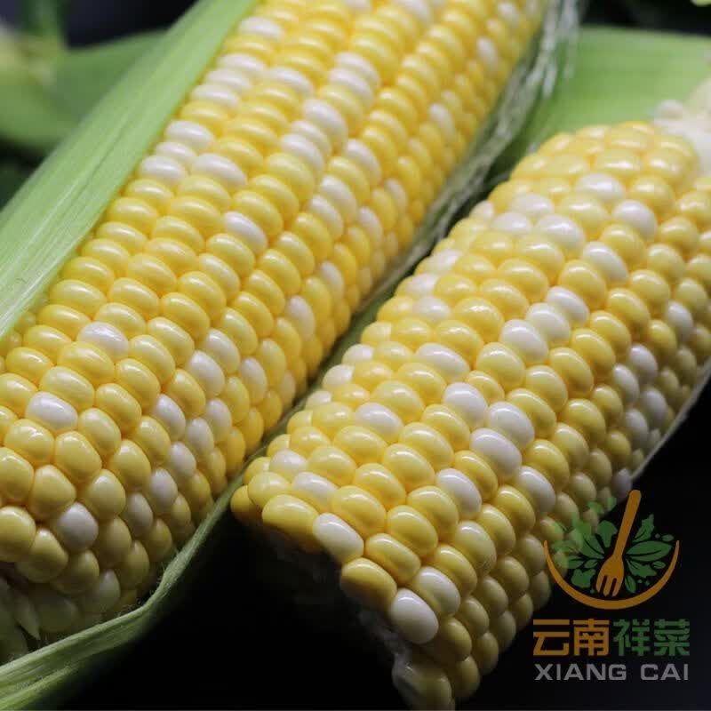 现摘水果玉米新鲜甜玉米嫩玉米新鲜玉米生吃爆浆即食代餐包邮 带箱(5-5.5斤)实惠装