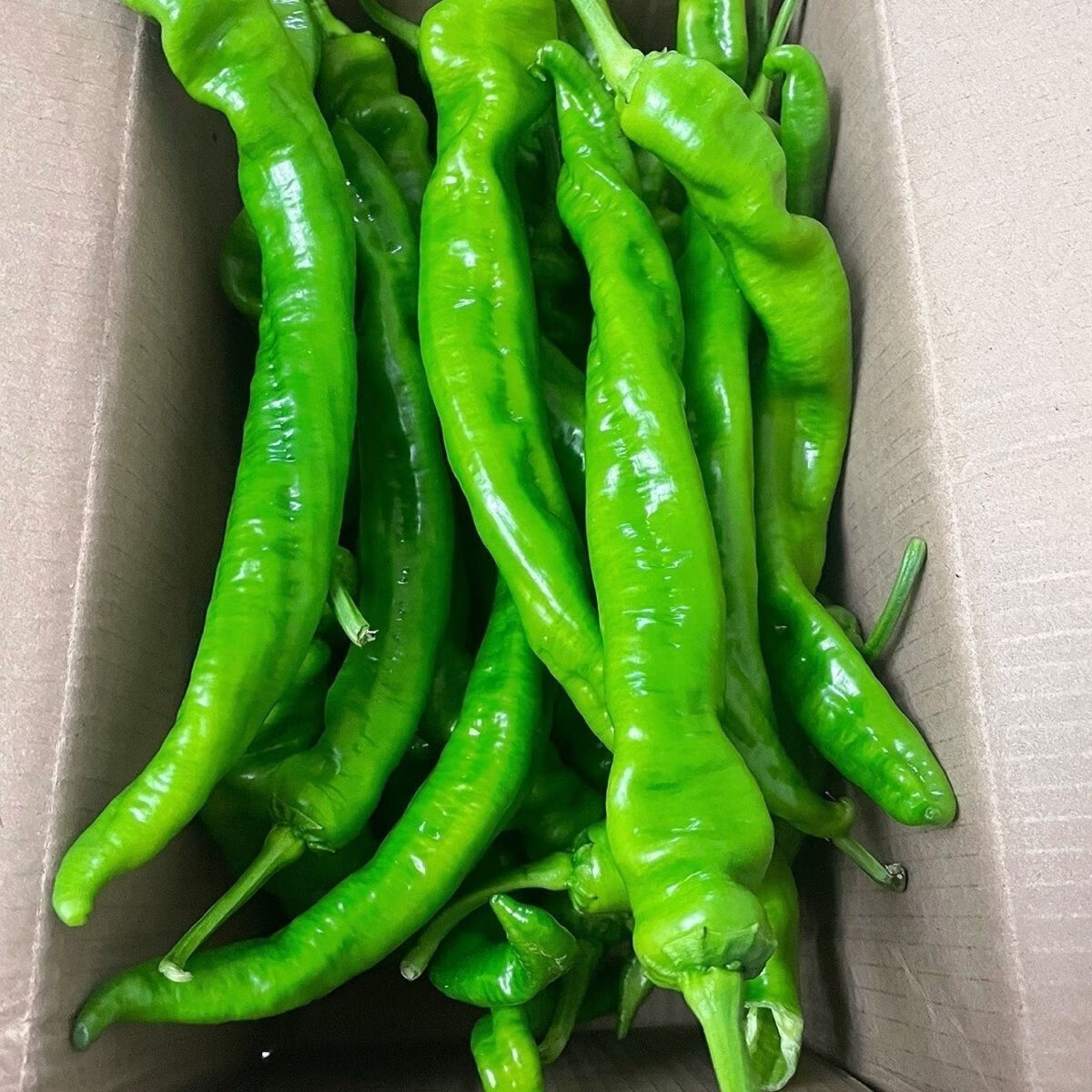 【云南螺丝椒】青辣椒现摘薄皮微辣生鲜蔬菜彩椒辣椒辣椒 带箱3斤