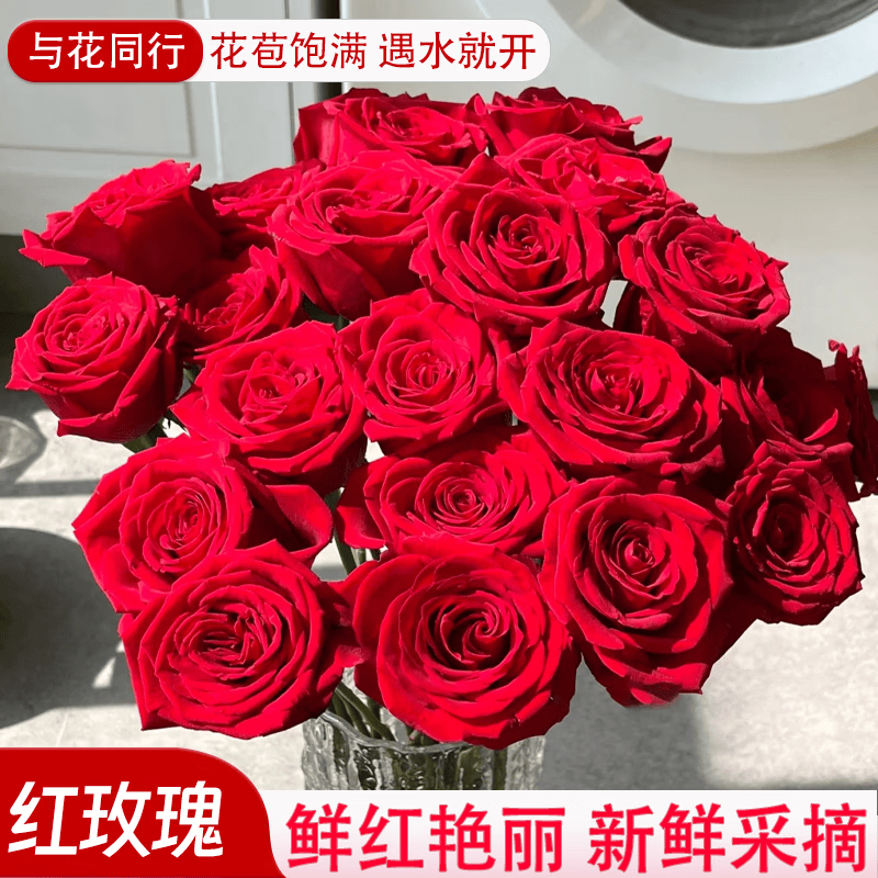 与花同行珍爱红玫瑰卡罗拉高原红玫瑰鲜切花家用插花云南基地批发直发花束 【10枝】随机单色玫瑰 随机品种红玫瑰，不支持指定