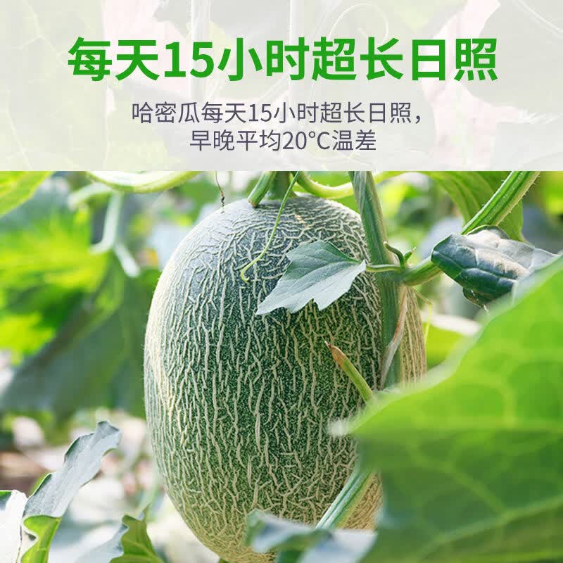 【新疆直发】正宗新疆哈密瓜西州蜜25号网纹瓜甜瓜整箱顺丰快递 哈密瓜2~3枚7-8斤【顺丰快递】