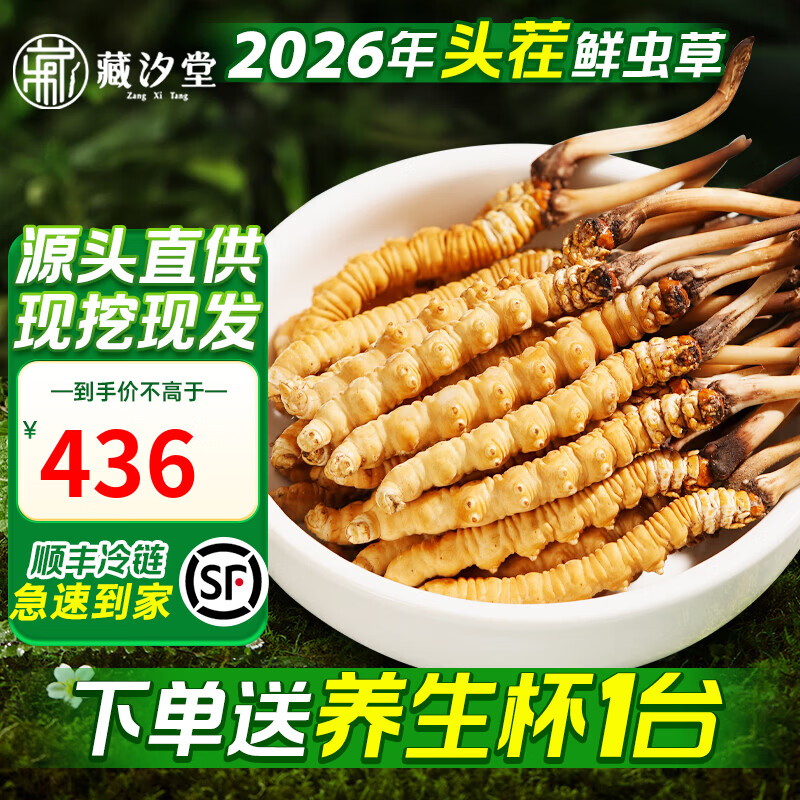 藏汐堂【2026年头茬鲜草】新鲜冬虫夏草 头期鲜虫草 滋补营养品 0.6克/条 15条*1盒