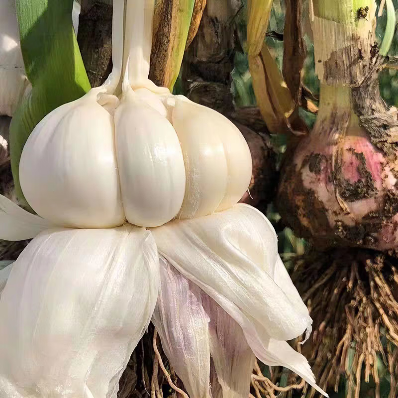 2026年紫皮大蒜新鲜湿蒜 蒜香十足 生鲜蔬菜 净重3斤