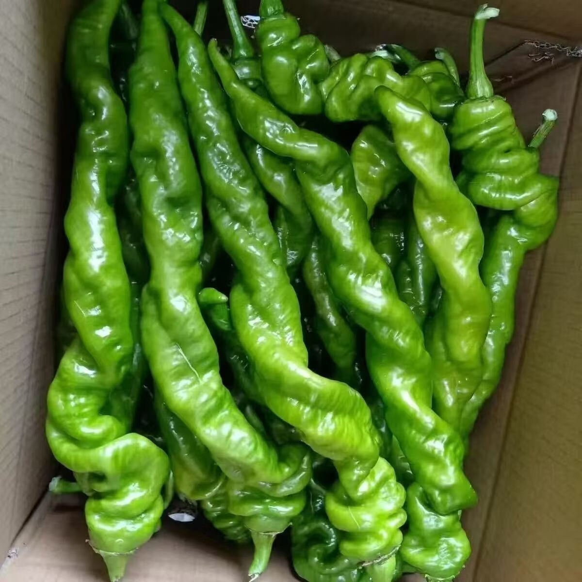 【云南螺丝椒】青辣椒现摘薄皮微辣生鲜蔬菜彩椒辣椒辣椒 带箱3斤