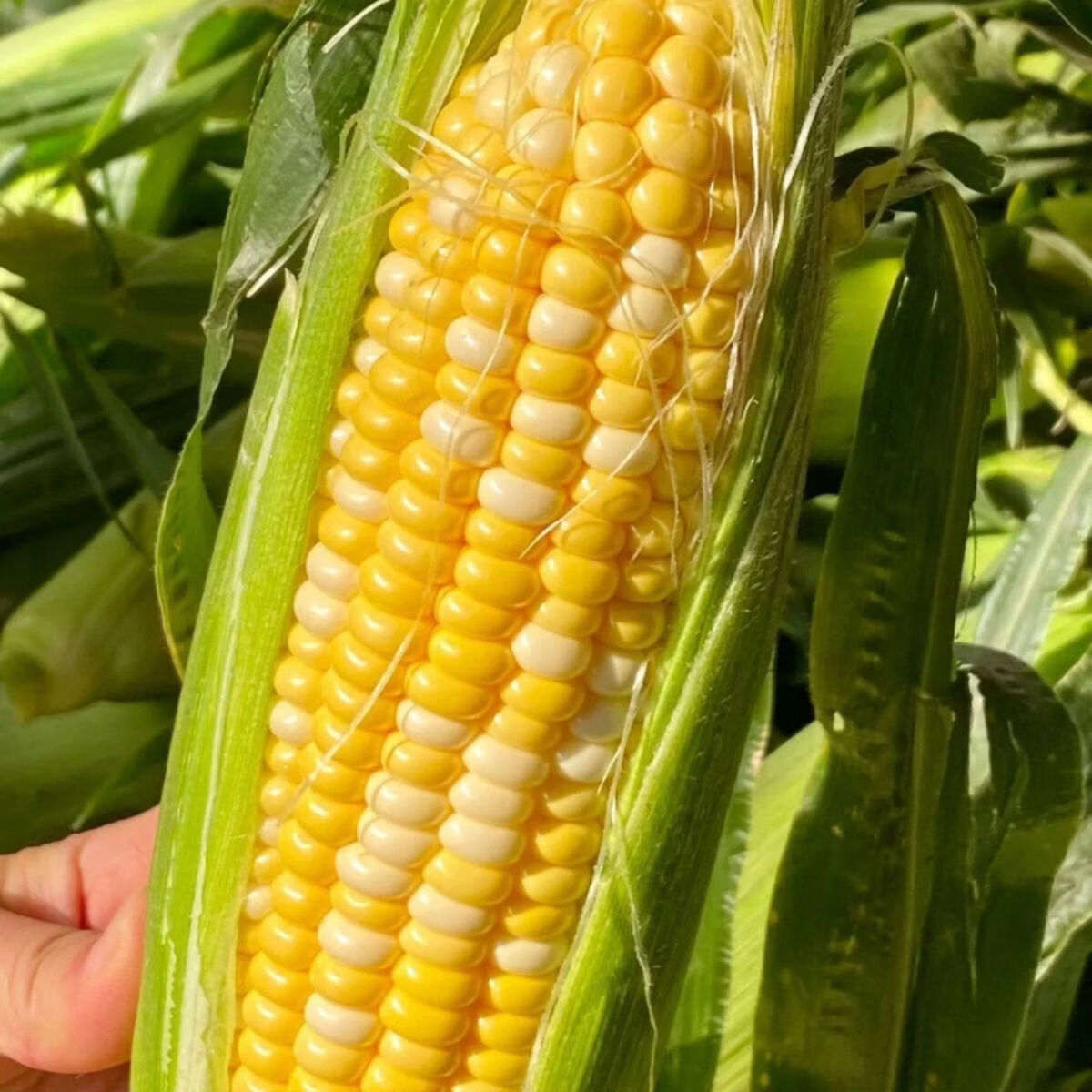 现摘水果玉米新鲜甜玉米嫩玉米新鲜玉米生吃爆浆即食代餐包邮 带箱(5-5.5斤)实惠装