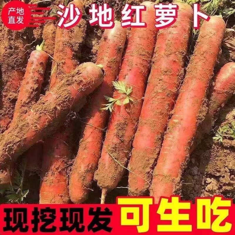 【万亩现挖】沙地红萝卜新鲜胡萝卜蔬菜水果萝卜农家批发生吃脆甜 5斤含箱2两上