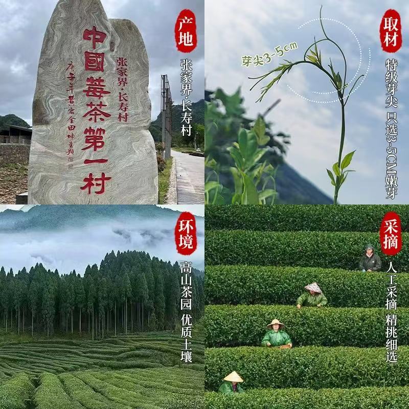 同仁堂（TRT）莓茶湖南张家界特级野生小叶种显齿蛇葡萄叶永顺高山特级牙尖 【湖南特产】 125g*3袋
