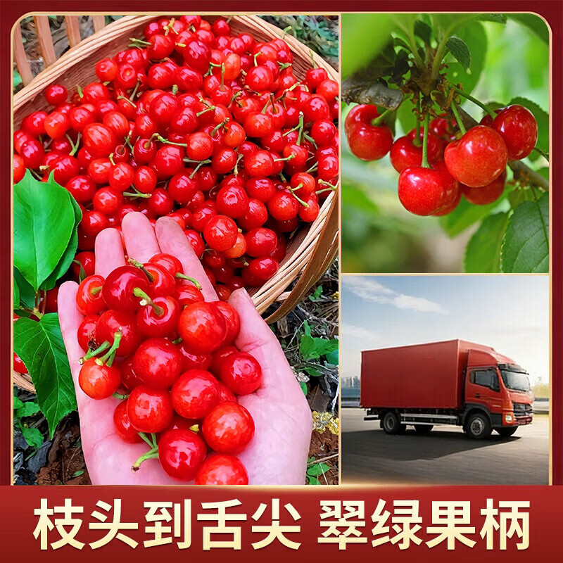 东鲜丰山东大樱桃新鲜车厘子樱桃水果实惠装送礼山东特产 4斤(净重) 单果【20-26mm】