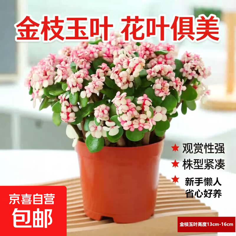 金枝玉叶多肉植物室内花卉办公老桩绿植净化好养 小金枝玉叶(丛生多枝)原盆