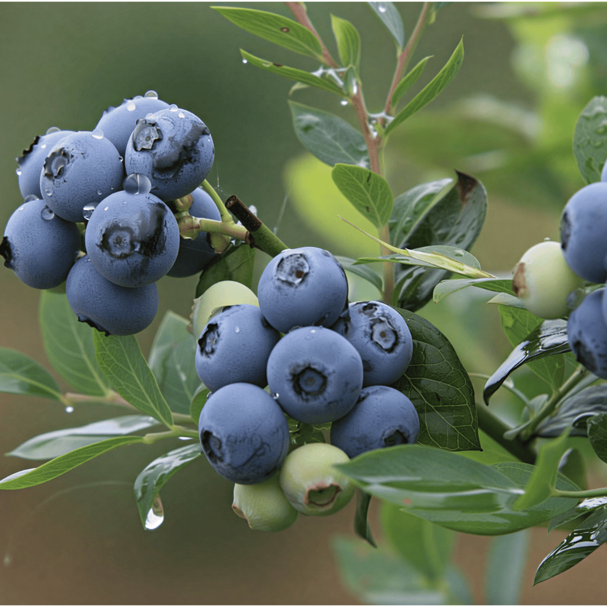 【云南特产】正宗云南高山蓝莓新鲜蓝莓 12mm 15mm应季新鲜水果 【经济实惠】100g *8盒｜12mm+