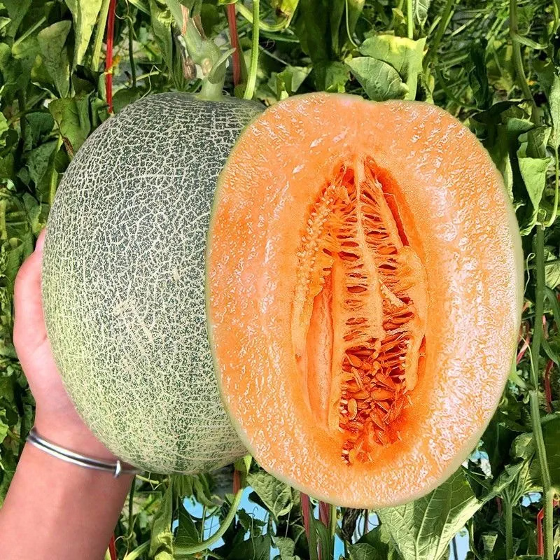 京农超正宗海南哈密瓜西州蜜薄皮新鲜现摘晓蜜应季水果整箱蜜瓜 5斤装 净重4.5斤，2个装（热销款）